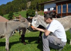 Unsere hungrigen Esel